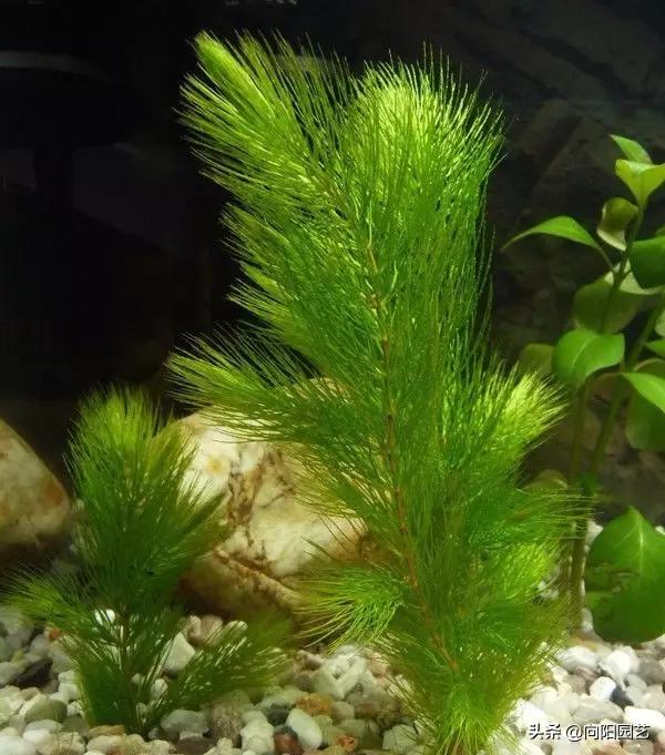 鱼缸造景莫斯草怎么栽,草金鱼缸造景石头摆法