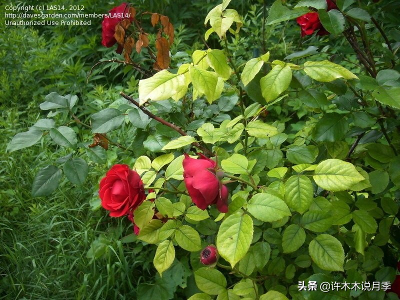 种了月季遇到下雨会不会淹死,月季被尿浇死怎么补救