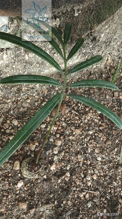 植物界的大熊猫生长在宝华山,植物界的大熊猫是指