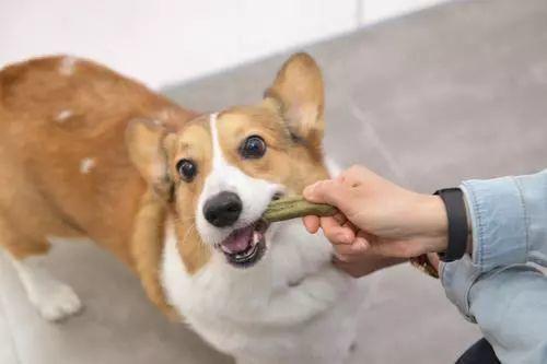 如何判断狗狗是否生病教你几招,狗狗生病的几种症状以及治疗方法