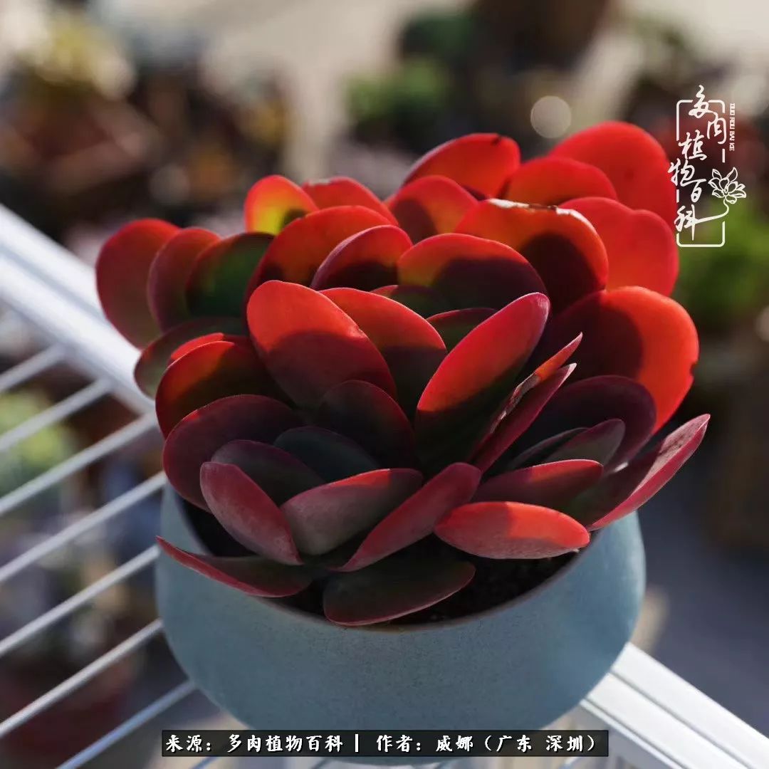 笼子里的多肉,露养的多肉和室内的多肉区别