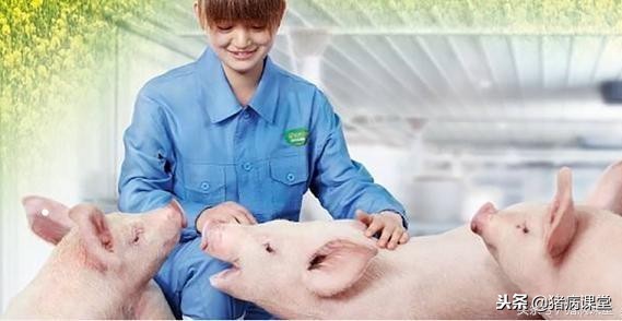 猪支原体肺炎是细菌还是病毒,猪支原体和传染性胸膜肺炎的区别