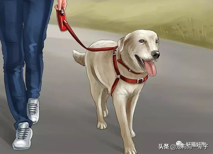 狗狗8个月还是乱拉乱尿怎么办,狗狗出了围栏就乱尿咋回事