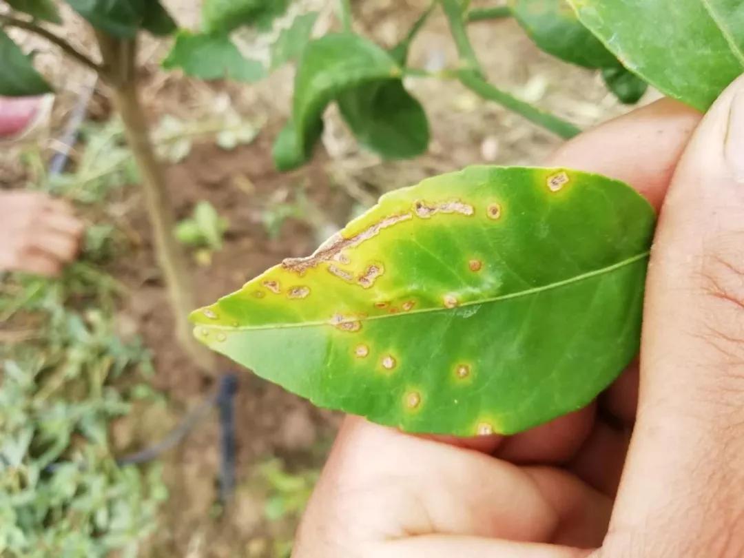 柑橘12月有什么病害虫害,柑橘全年病害虫害最新防治方法