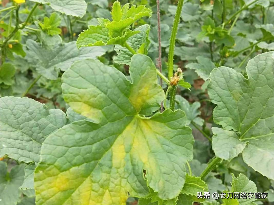 甜瓜叶片上有黄褐色斑点什么病,甜瓜叶子上有黑斑是什么病