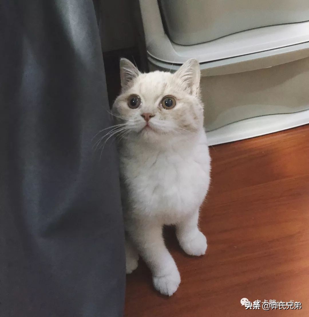 可爱小奶猫刚生出成长日记,一只小奶猫的成长过程