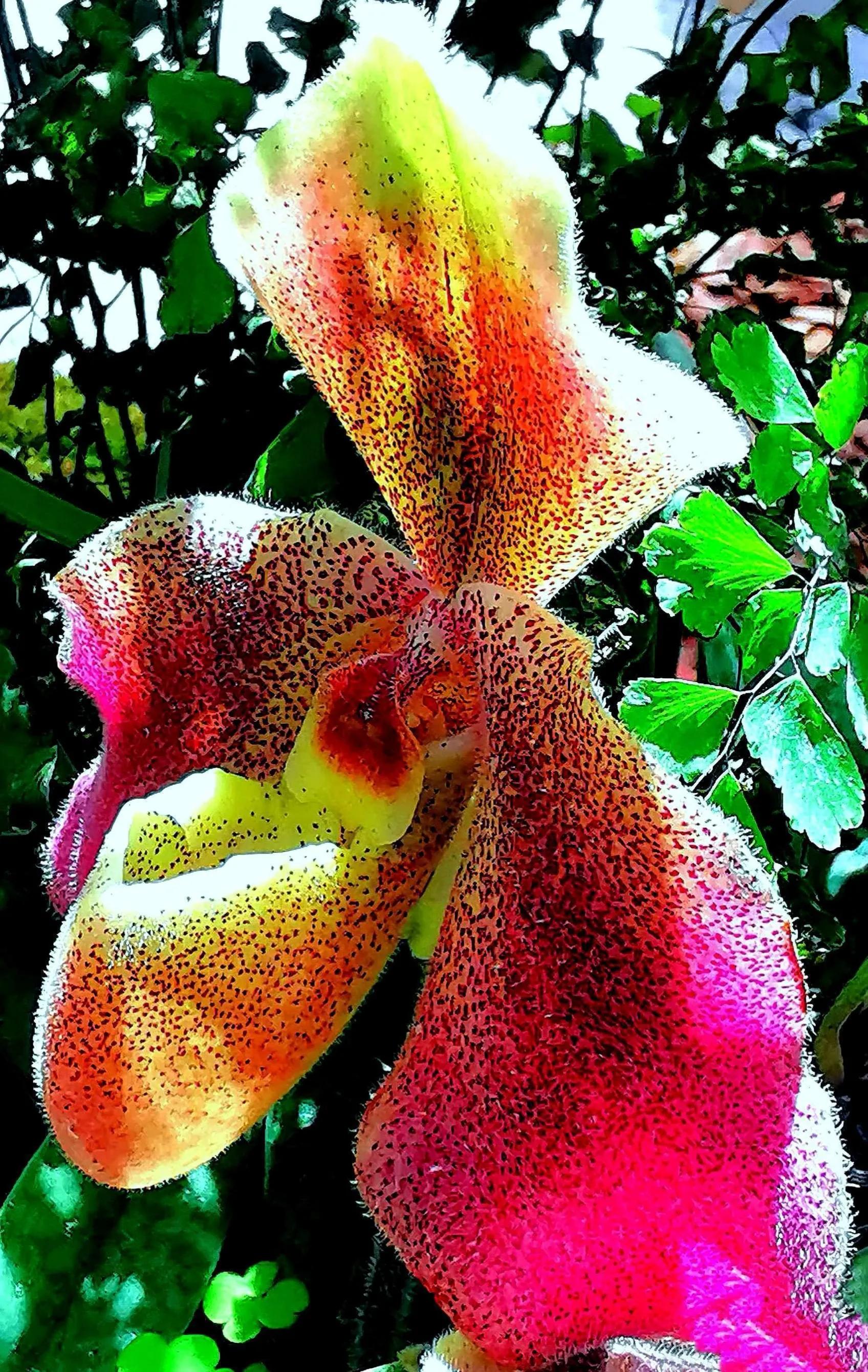 兰花高洁的古诗,高洁典雅的兰花壁纸