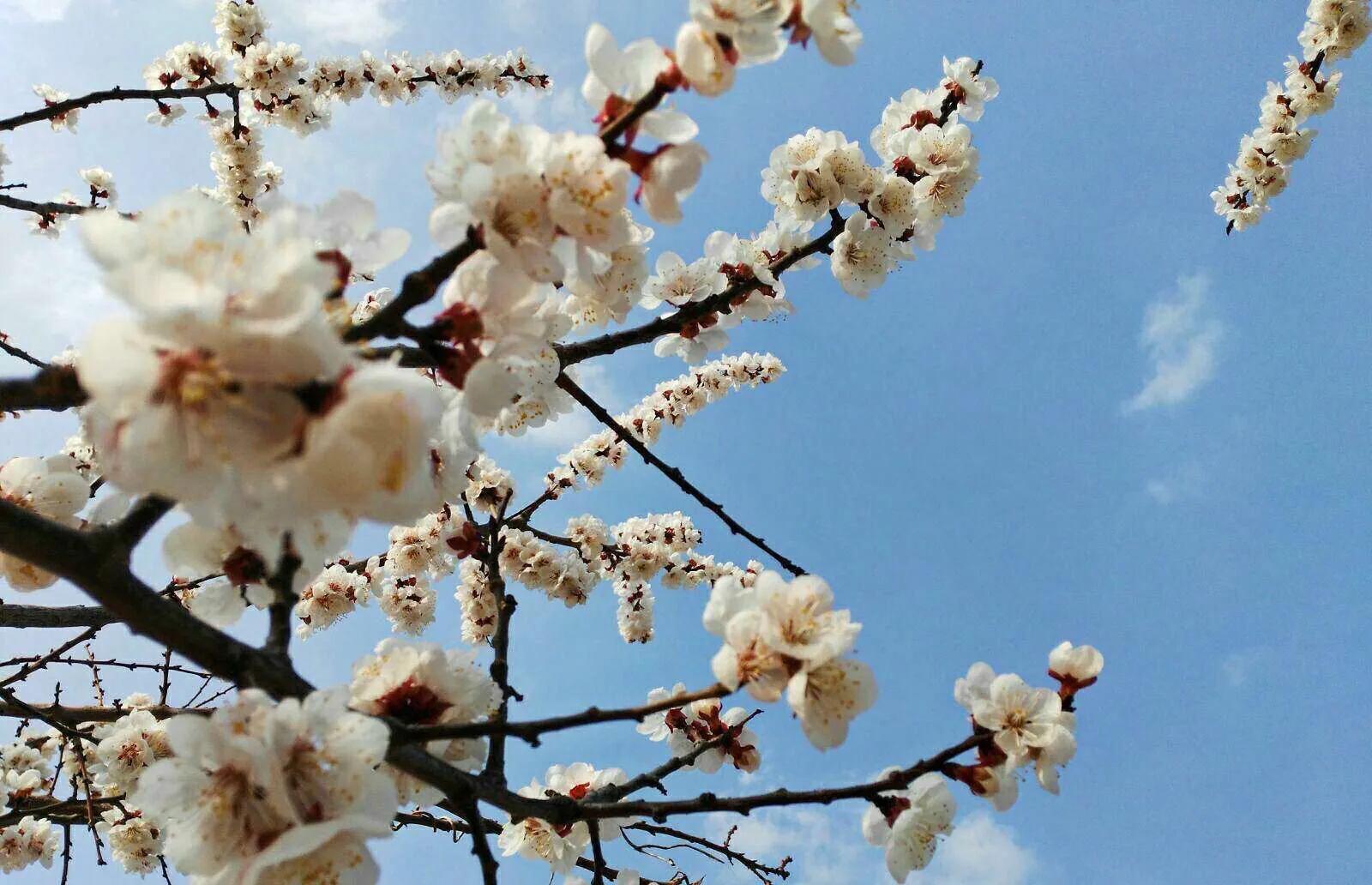 植物百科知识大全儿童,植物百科app