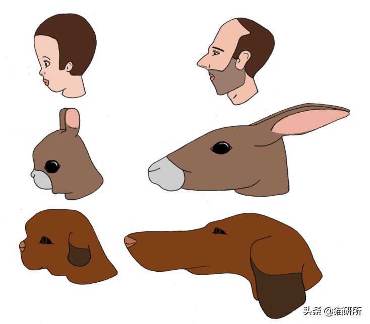 吸猫不得不知道的常识,沉迷吸猫的原因