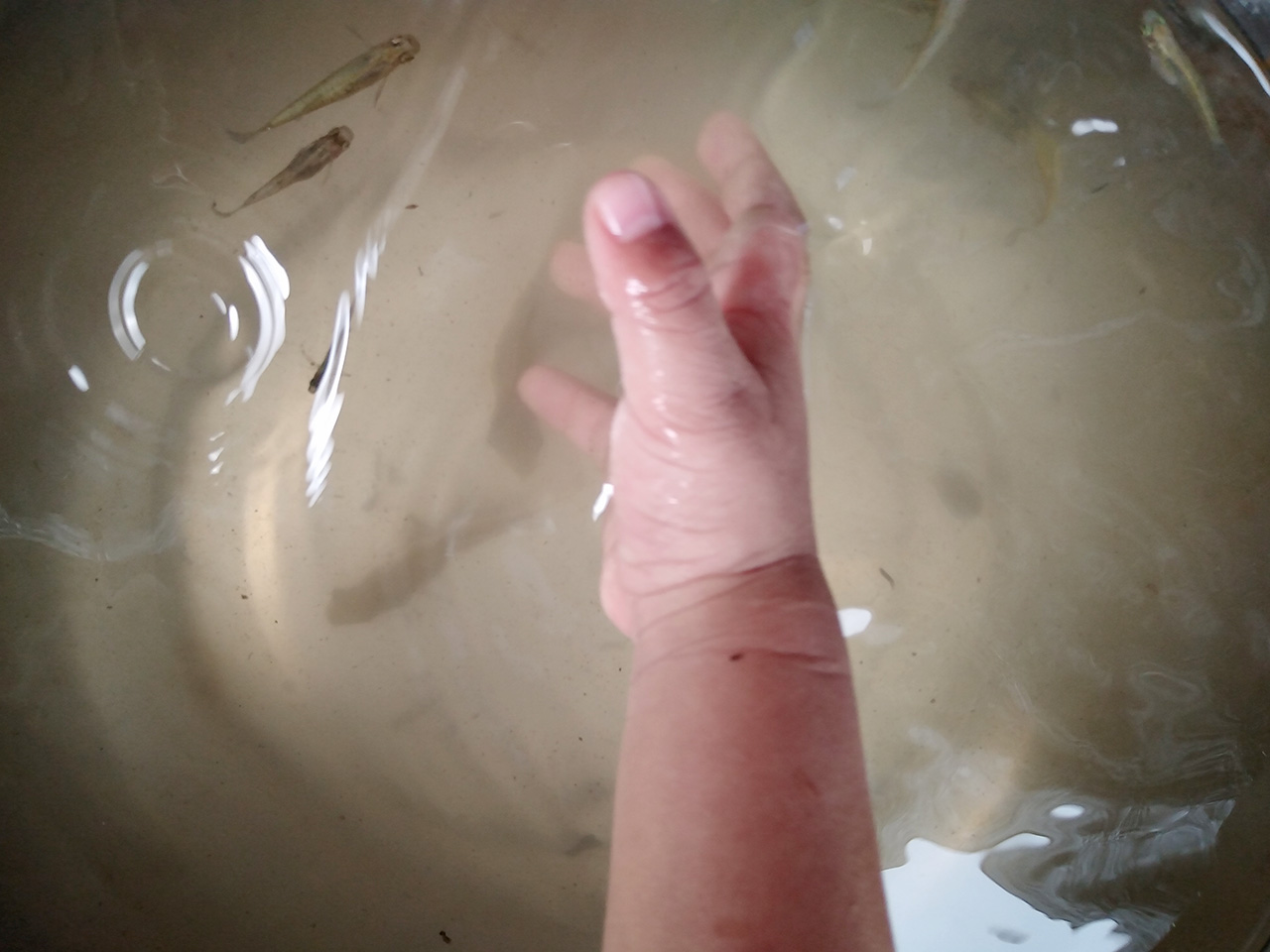 用陶瓷鱼缸养小型鱼,用陶瓷鱼缸养龟