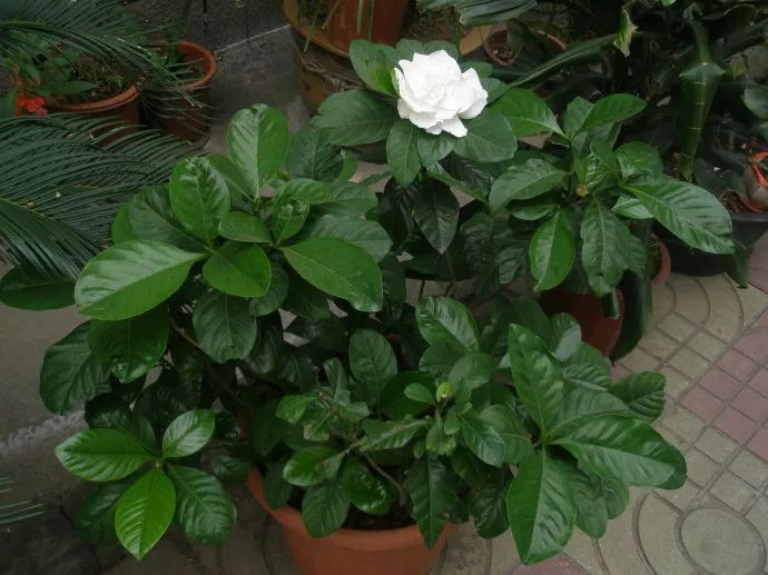 能吸甲醛的植物花卉,吸甲醛的十大植物有哪些