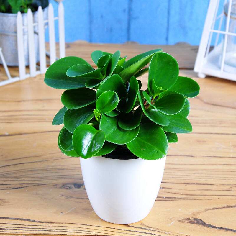 10种易养活的室内植物花,100种家庭花卉种植盆栽大全