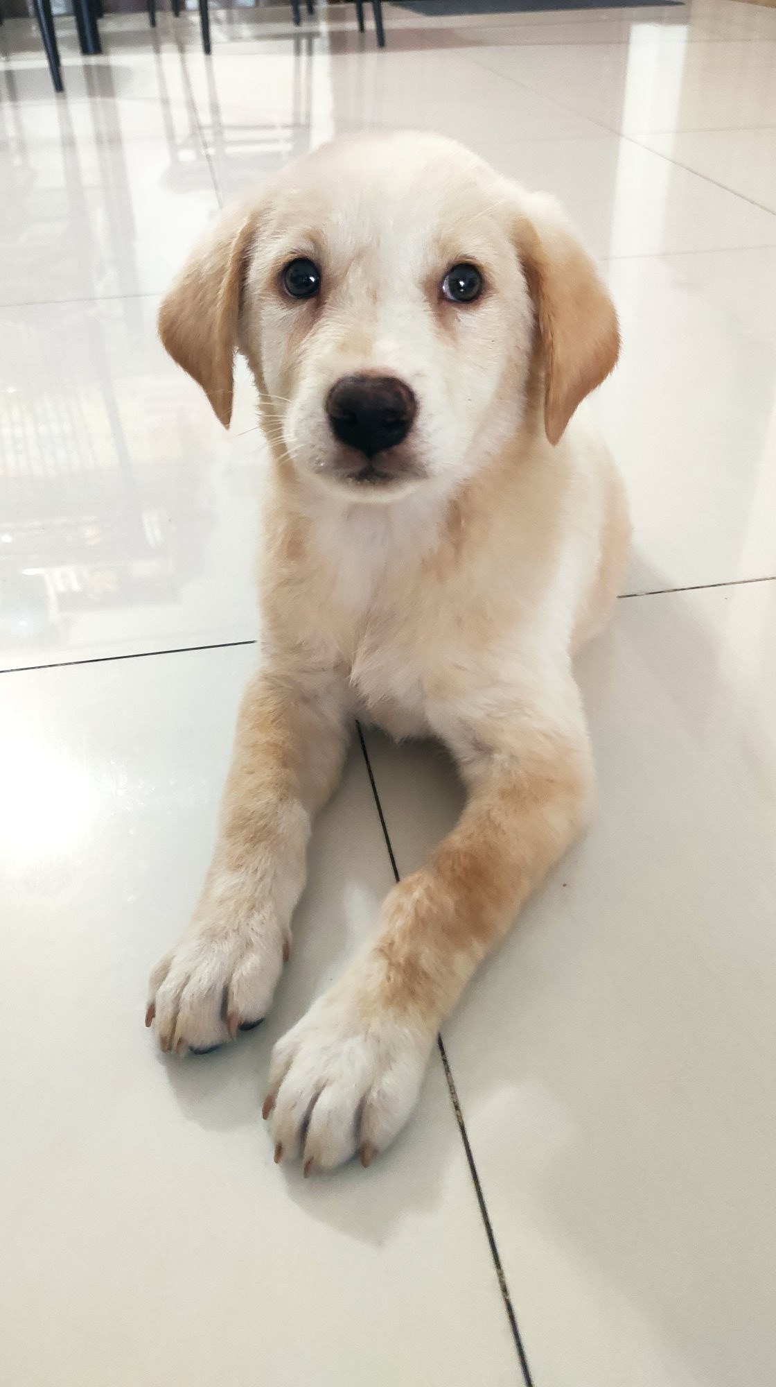 这是什么狗,狗狗横齿什么样