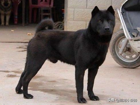 现在的土狗是中华田园犬吗,中华田园犬和柴犬的最大区别在哪