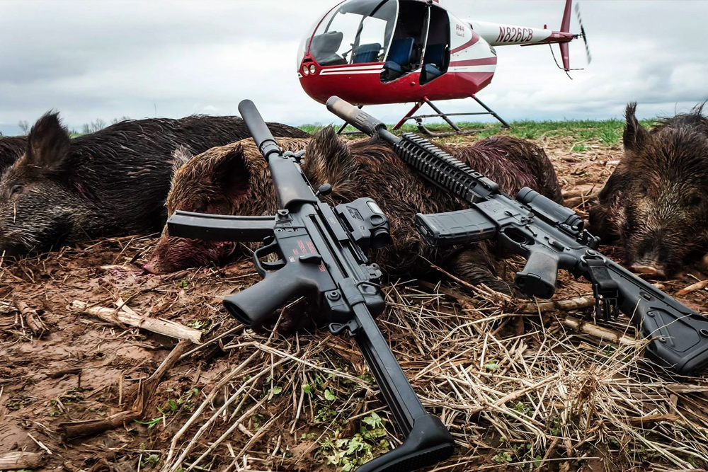美国野猪泛滥成灾的真实原因,野猪泛滥成灾了家猪攻击野猪