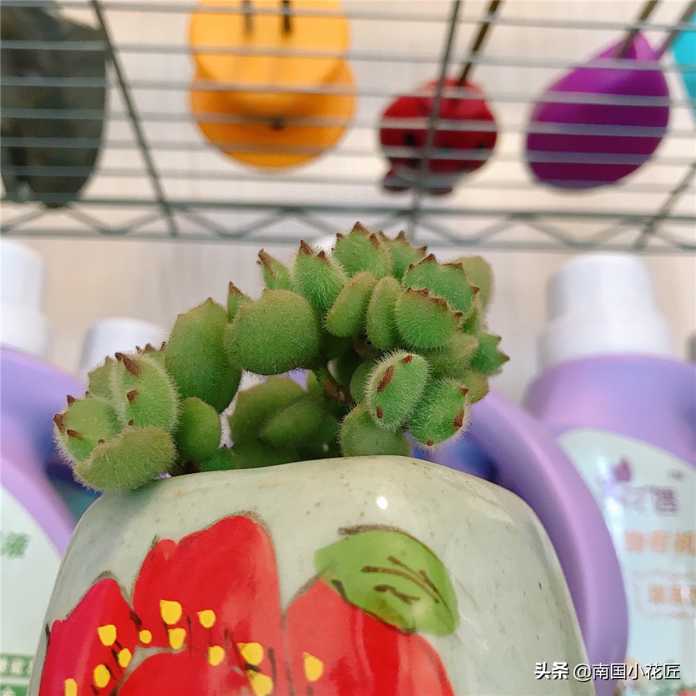 50元小熊多肉,小熊多肉多少钱一棵