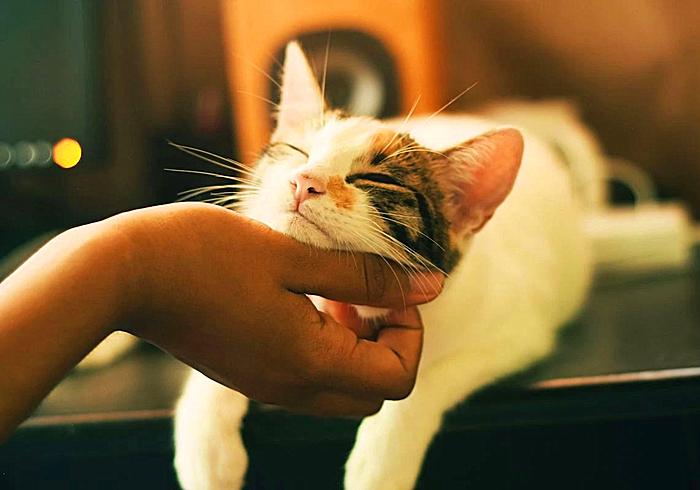 猫咪为什么变得异常警惕,猫哮喘和猫咳嗽怎么区分