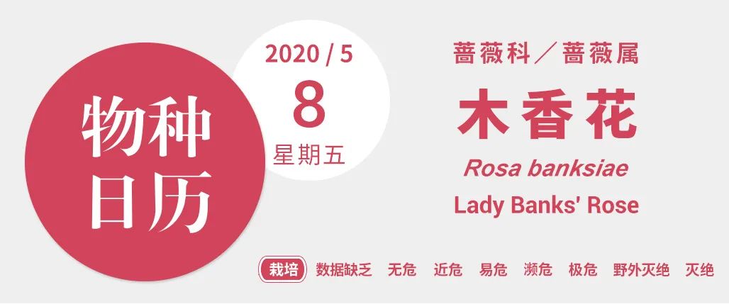 开到荼蘼唱的是什么,歌词中有开到荼蘼