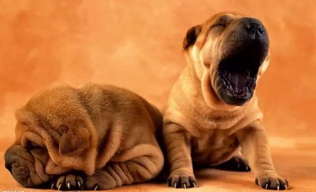 各种狗狗身价排名,各种狗的待遇对照表