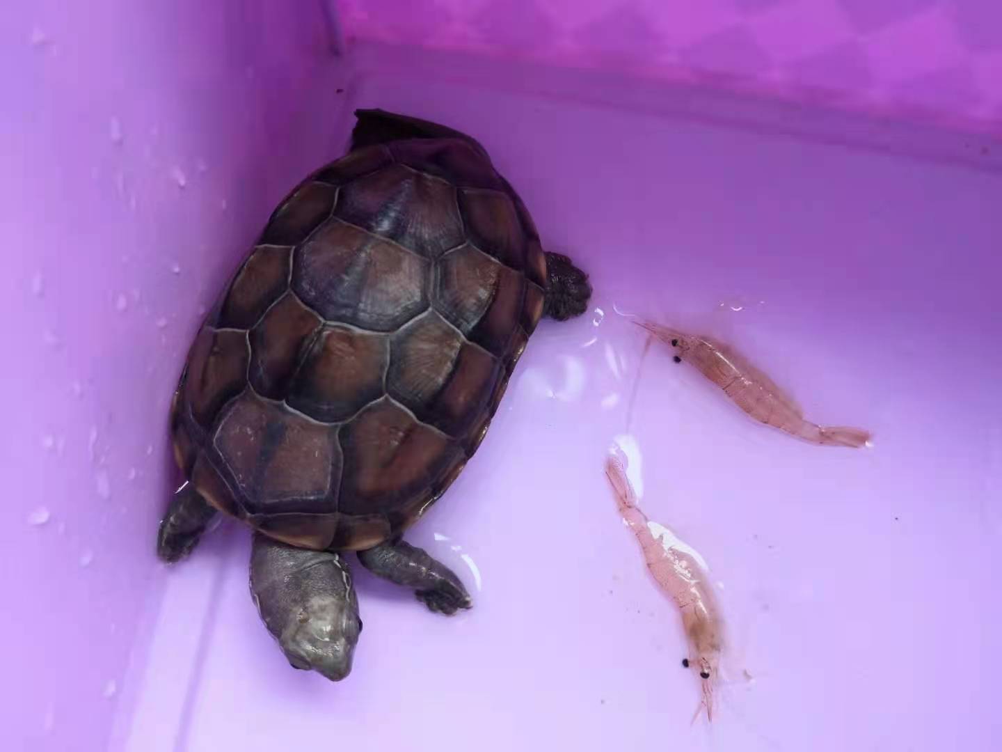 “熬过了天灾,却没躲过*祸人**!”放生成了送命,对不起,小乌龟