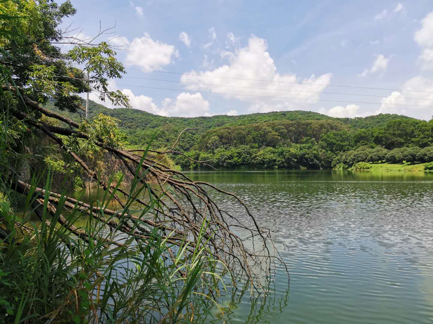 钓土鲮遇到小罗非多怎么办,小罗非闹窝用麻团钓法