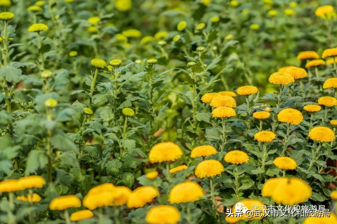 武汉菊花旅游攻略,花点时间武汉天地店
