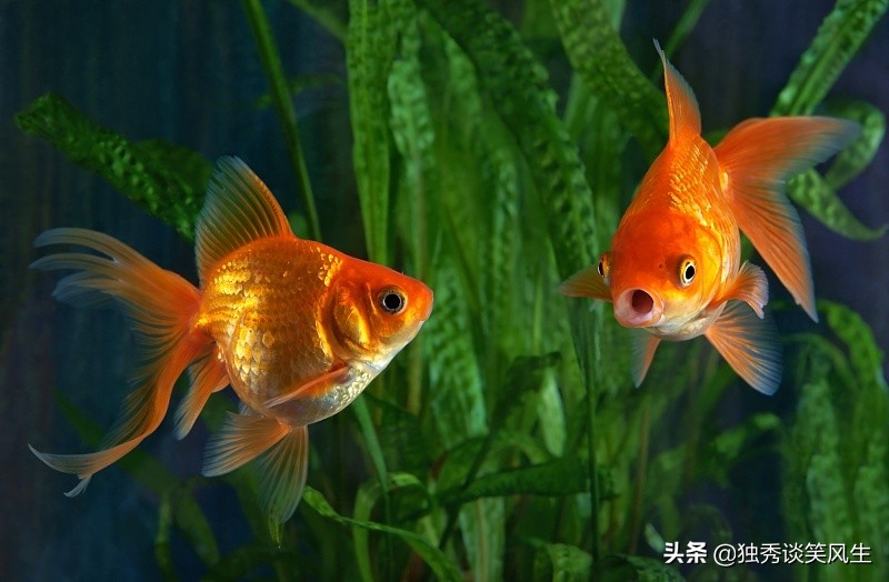 金鼓鱼观赏鱼难养吗,养金鱼必须要知道的这几个小技巧