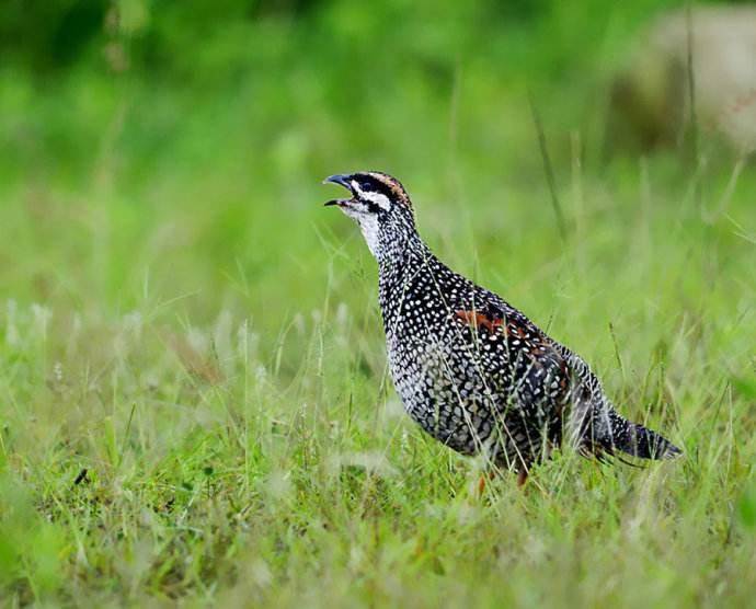 笠翁对韵中的精美词句,笠翁对韵的国学心得