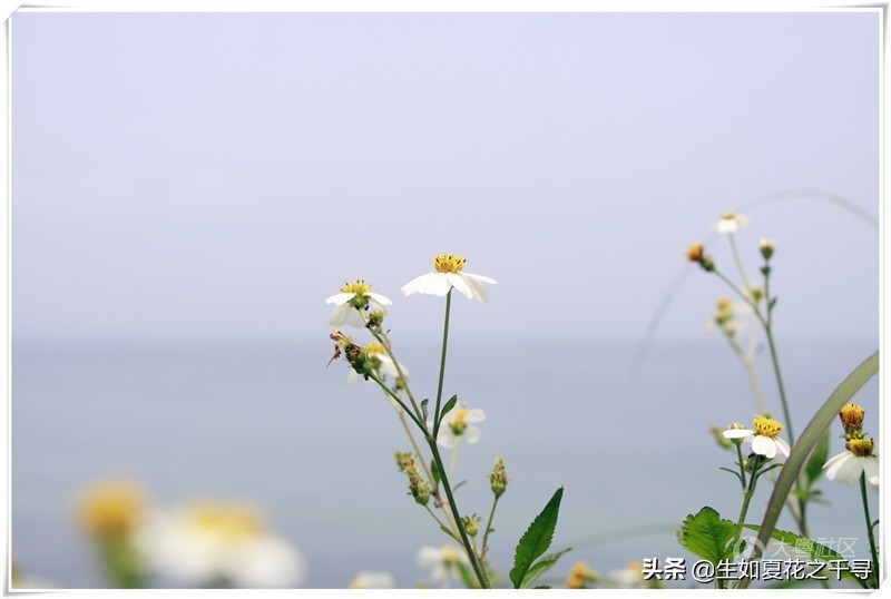 深圳市杨梅坑美人鱼拍摄基地,深圳大鹏杨梅坑美人鱼拍摄地点