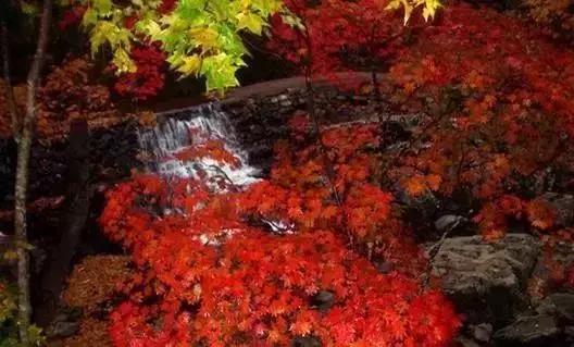 大连枫叶最佳观赏时间,大连枫叶红视频