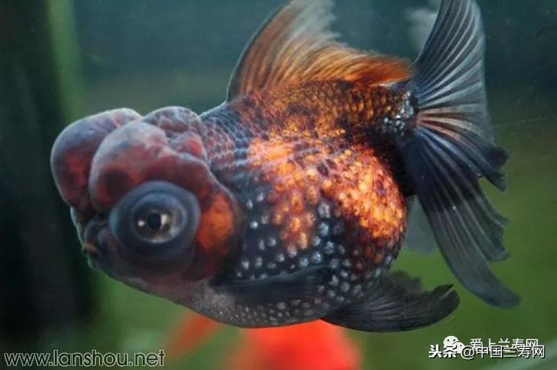 十大最稀有的金鱼品种,比较大的金鱼品种有哪些