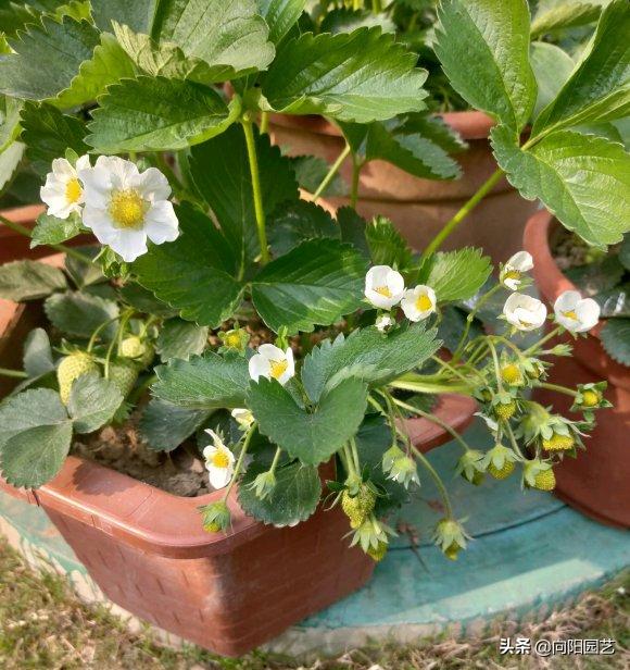 草莓要怎么种才能种出香甜的草莓,怎么种一年四季都有草莓吃