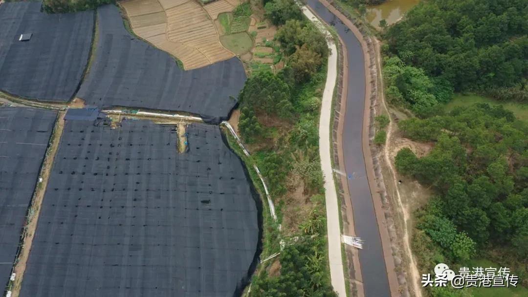 厉害藤县成功签约26亿元项目,厉害这个村凭一条虾走上了致富路