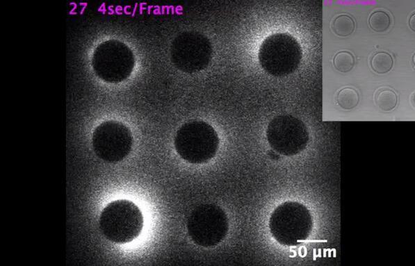精子和卵子在相遇那一刻就定性了,精子卵子相遇产生五彩斑斓的光