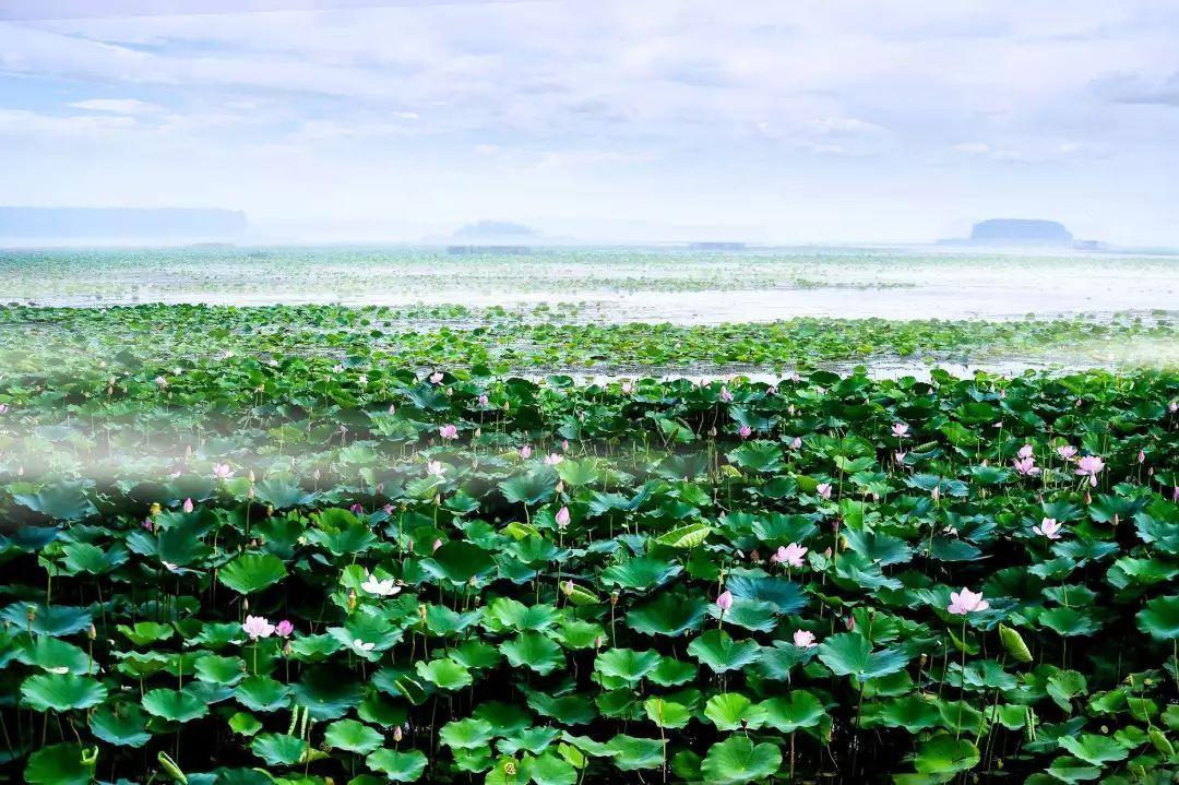 接天莲叶无穷碧,映日荷花别样红。醉美微山湖,缥缈入画图