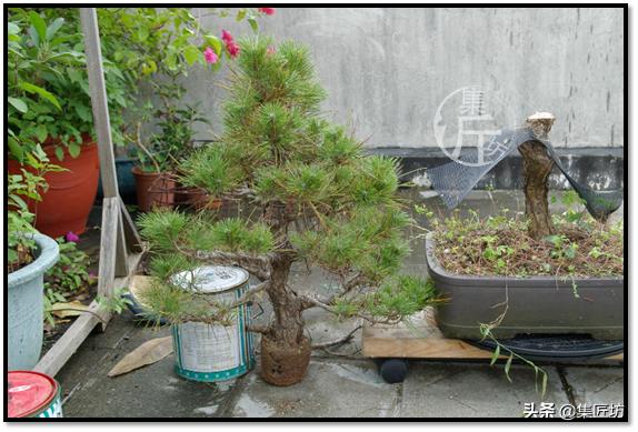 黑松盆景快速成型技术 (怎么让黑松盆景增粗变老不长高)