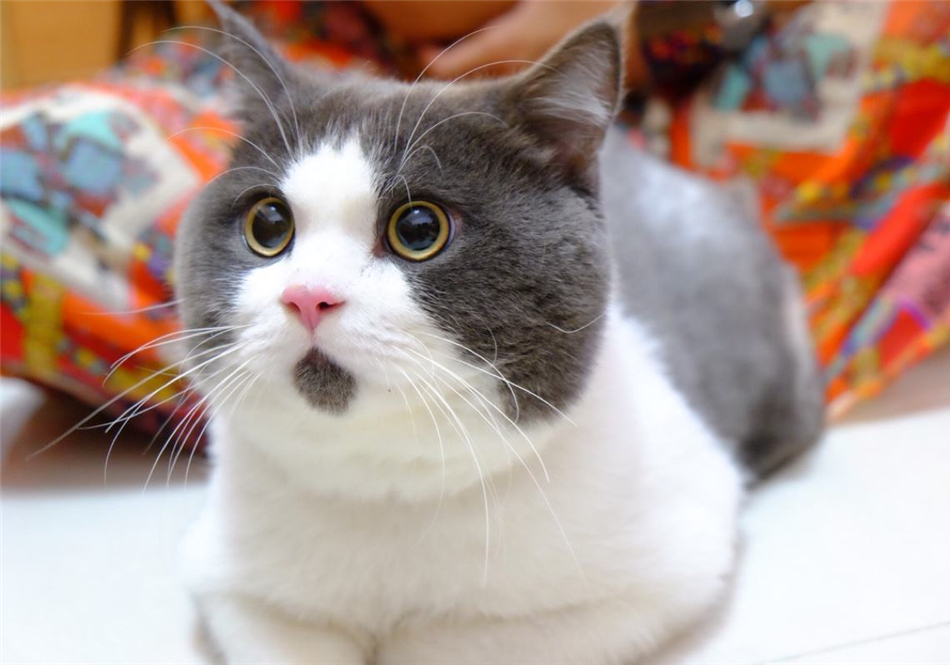 猫咪双眼皮,猫咪眼睑外翻手术有必要吗