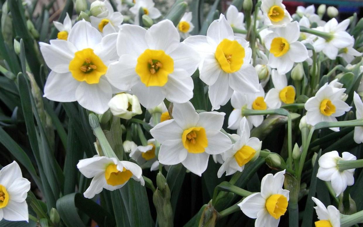 水仙花好养,水仙花真的好养吗