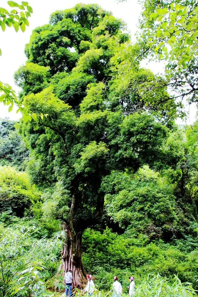 云品出滇入鲁,云品出滇鲜