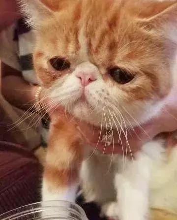 那些年失误的喵星人铲屎官已笑疯,喵星人的厉害行为报复铲屎官