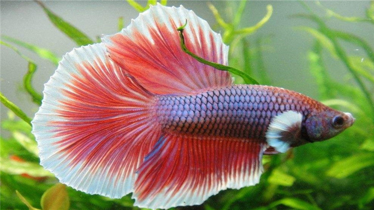 斗鱼生病要怎么治疗尾巴缺损,斗鱼越养越没活力了