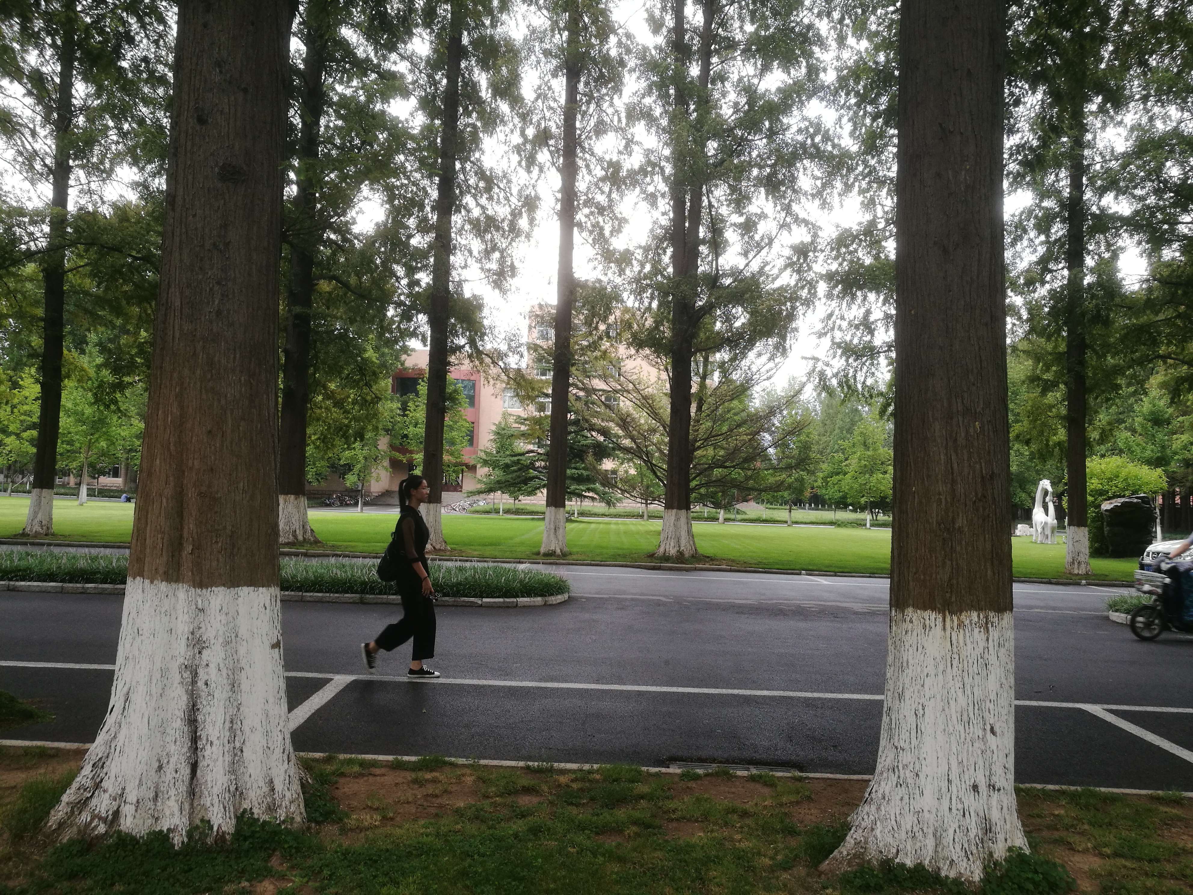 银杏水杉的化石图片,挺拔的水杉