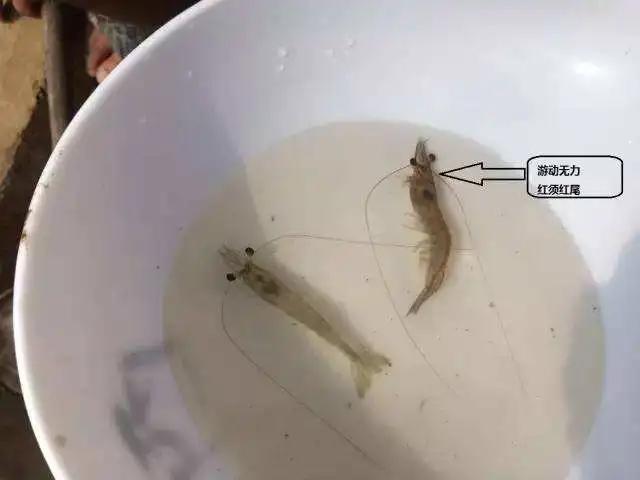 对虾红体病怎么治,对虾红体怎么治