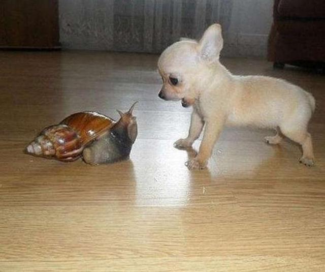 非洲的“大蜗牛”，能取食同伴消化水泥，国内吃货：束手无策