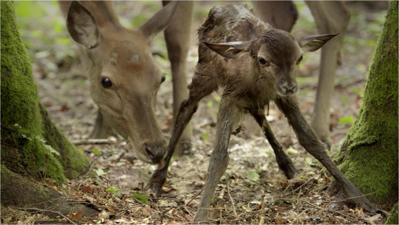 观赏地球的壮丽景观,看地球四季变换的视频