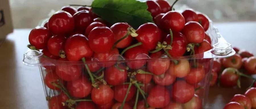 摘樱桃最近的地方西安,西安周边摘樱桃攻略