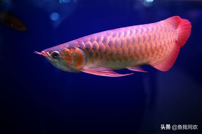 养鱼怎么看放多少,养鱼怎么看缺不缺氧