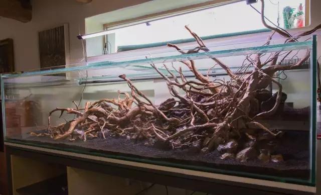 本色水景水草造景培训,本色水景水草培训