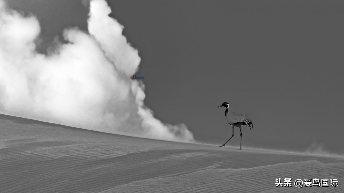 2020观鸟大年,观鸟大年完整版