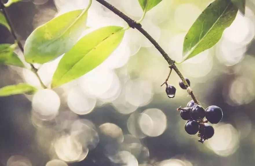 庭院花园植物风水知识,花园种植风水植物